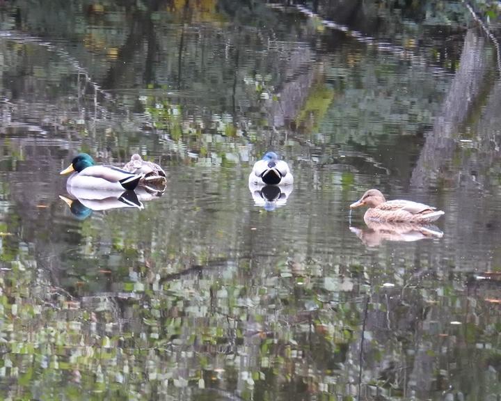 Campingplatz Neudahner Weiher